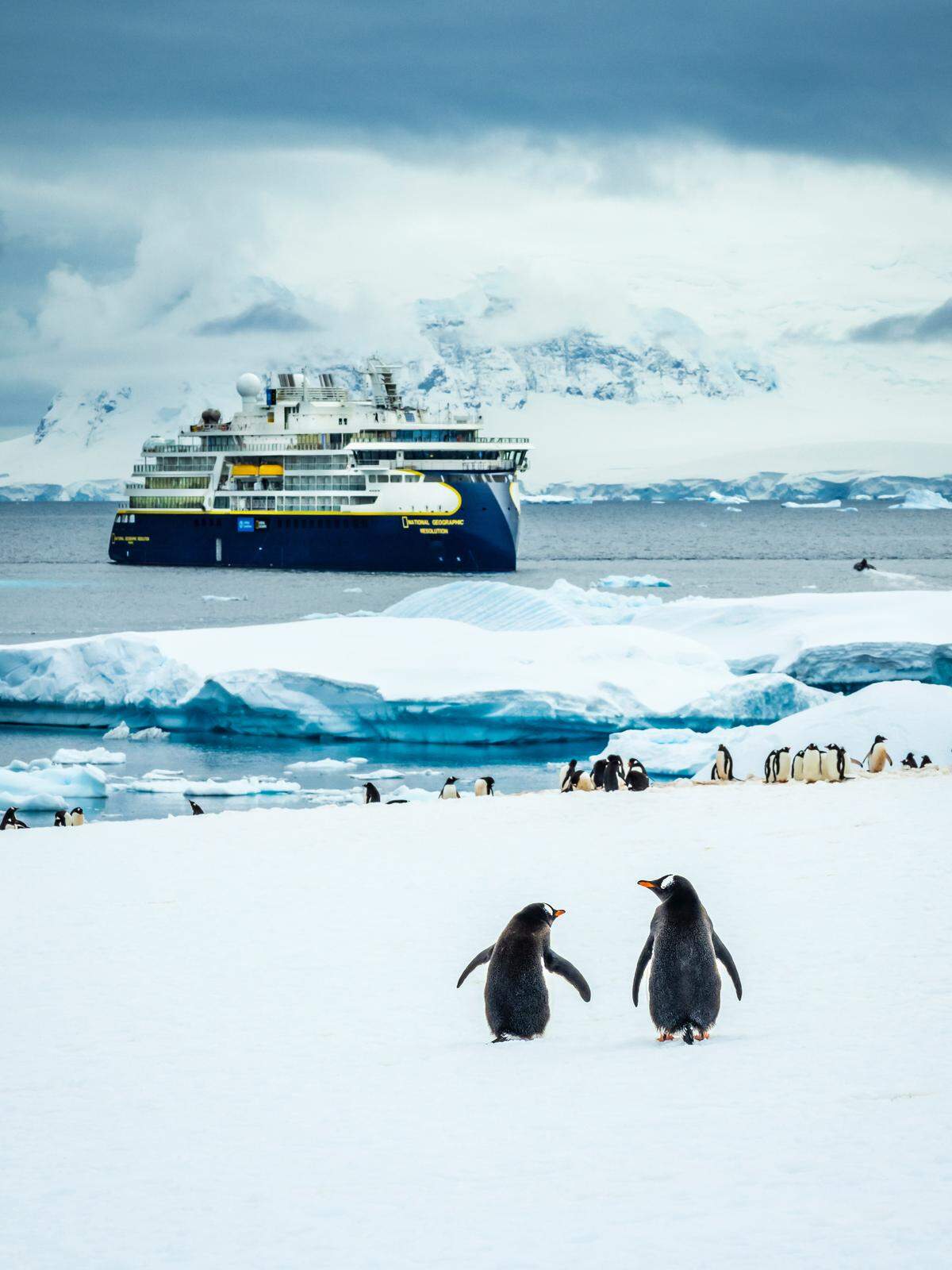 A Gentoo Penguin colony on Cuverville Island with the ship National Geographic Resolution in the background, Antarctica. National Geographic partners with Lindblad Expeditions for its cruises.