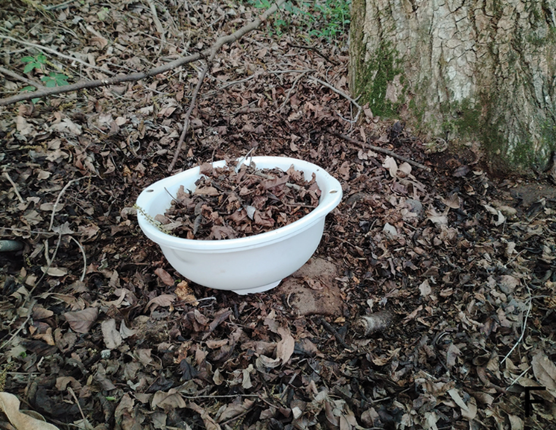 The new species was found by sifting through the leaf litter, researchers said.