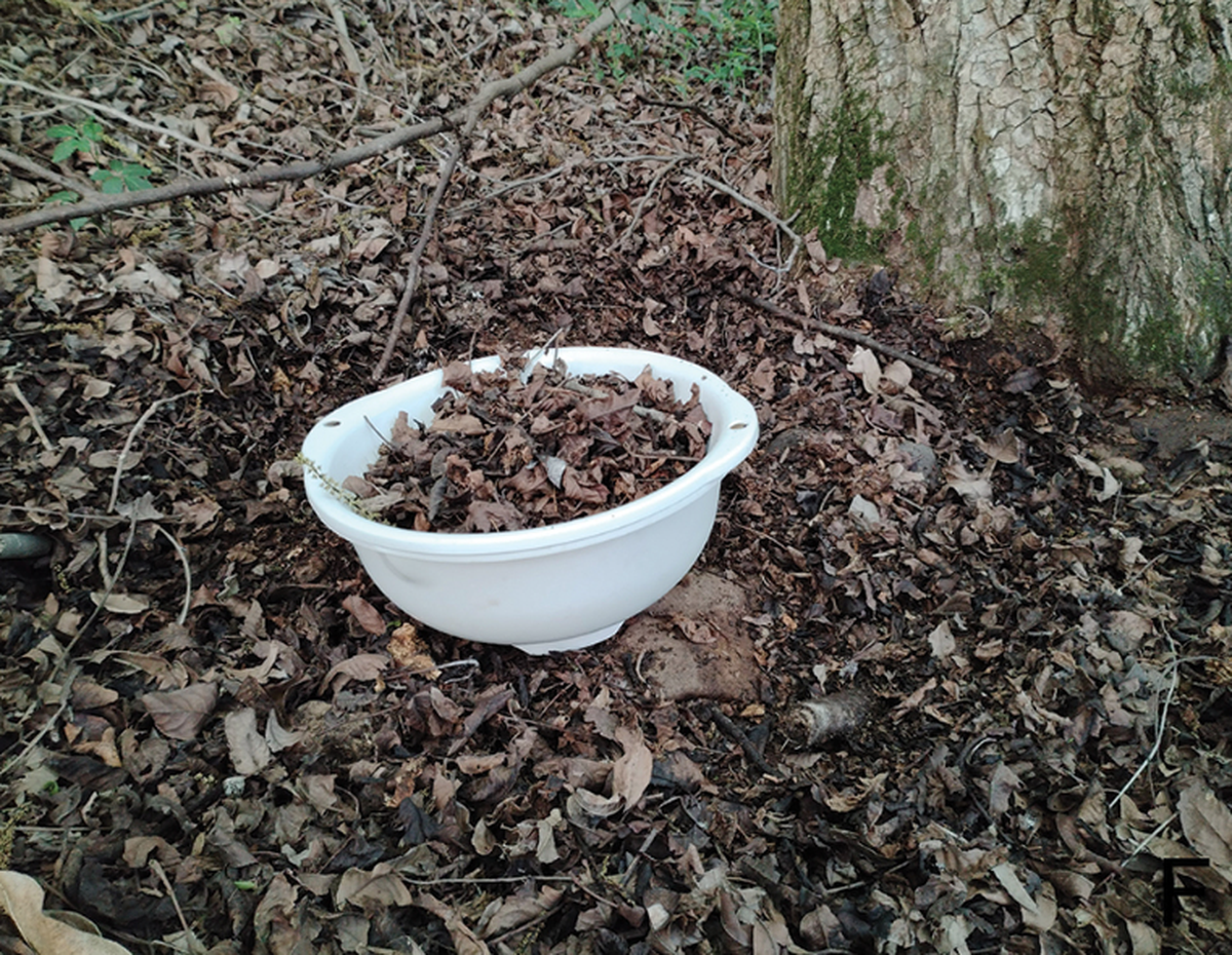 The new species was found by sifting through the leaf litter, researchers said.