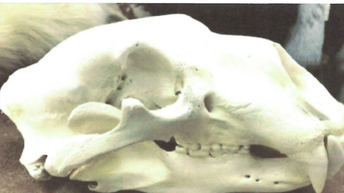 The skull of a polar bear is shown on a Facebook post listed by a woman who is accused of trafficking protected wildlife from Canada to New York, federal prosecutors said.