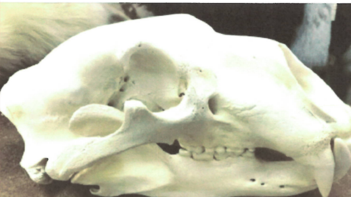 The skull of a polar bear is shown on a Facebook post listed by a woman who is accused of trafficking protected wildlife from Canada to New York, federal prosecutors said.