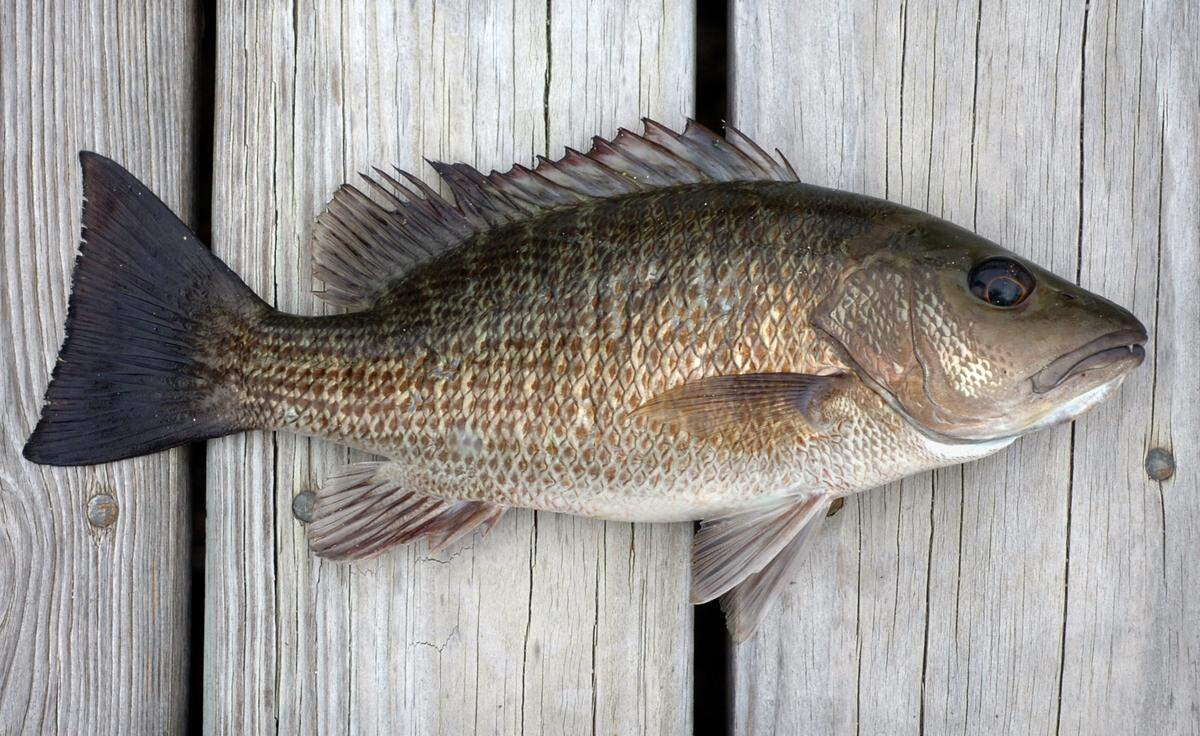 File photo of a mangrove snapper caught in the Florida Keys.