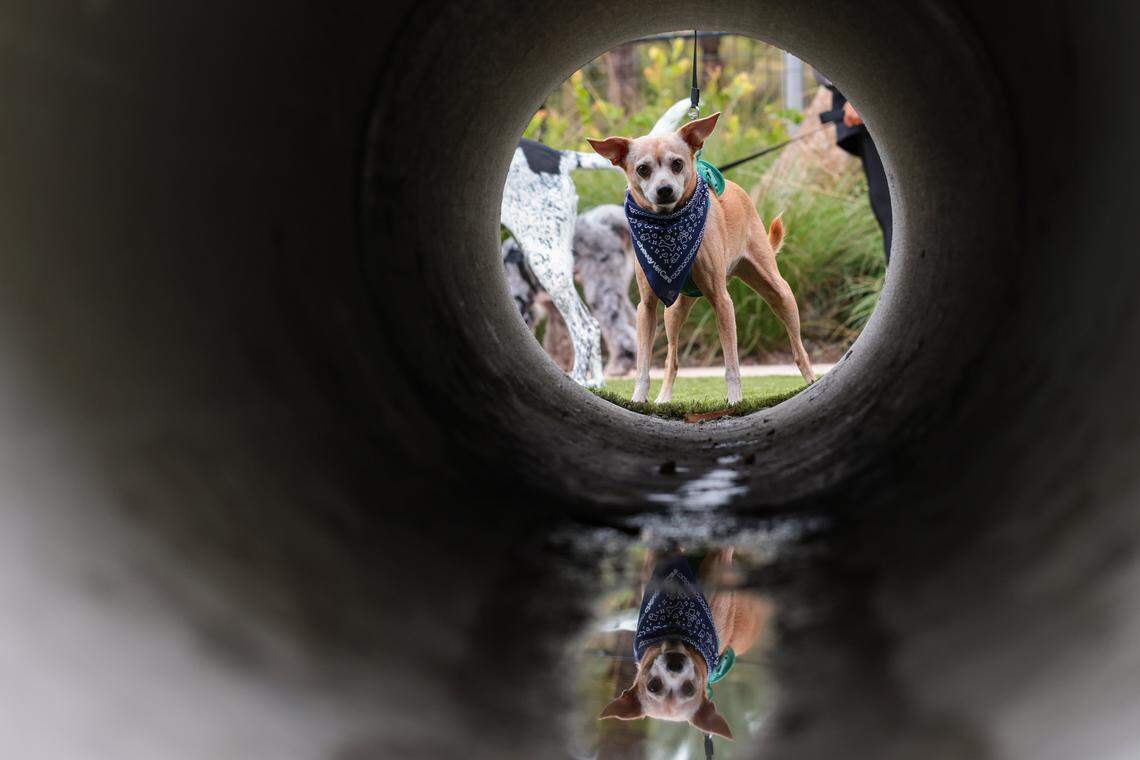 A dog looks through a tunnel during the grand opening of the Chewy Bark Park at 4579 Ponce de Leon Blvd. on Saturday, Jan. 31, 2026, in Coral Gables, Fla. 