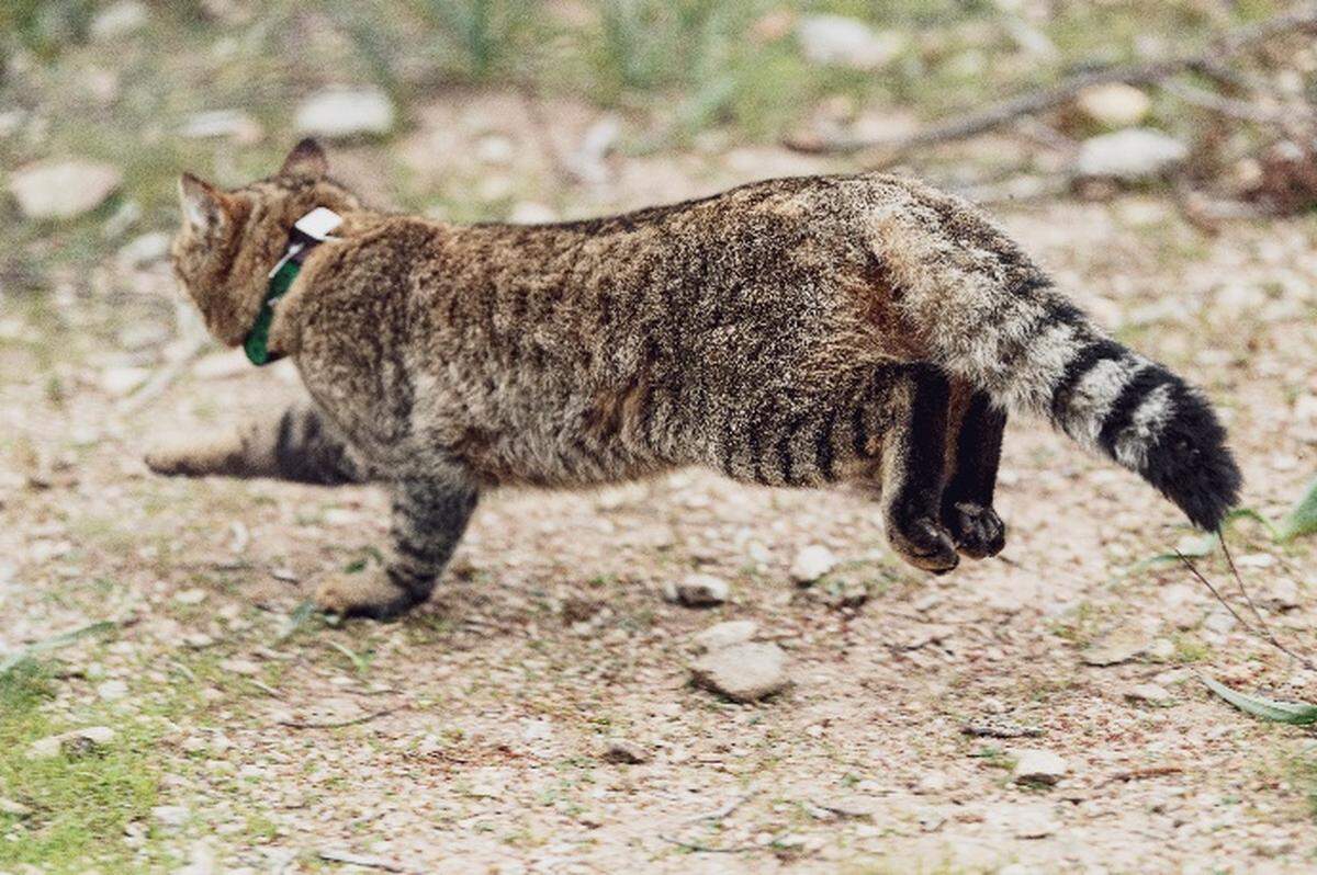 The cat-fox seen running.