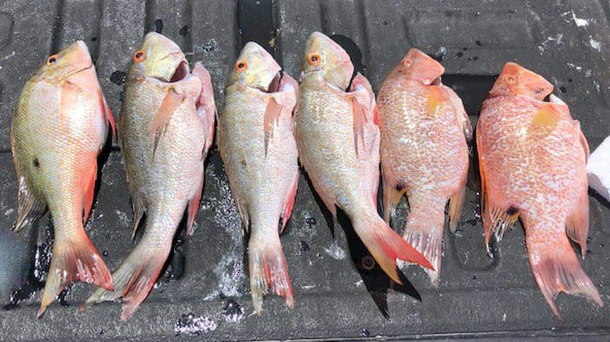 Undersized mutton snapper and hogfish are displayed by a Monroe County Sheriff’s Office deputy Friday, April 29, 2022.