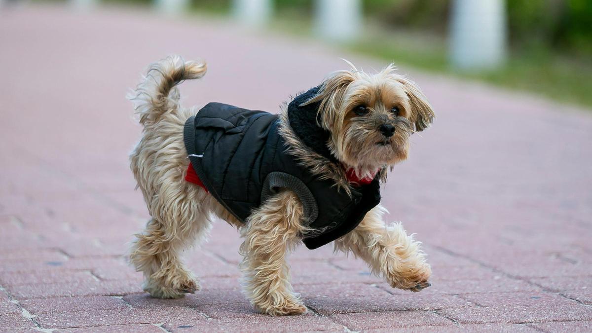 Albi, a Morkie, visits South Pointe Beach in Miami Beach as temperatures dip into the low 50s across South Florida on Saturday, January 29, 2022.