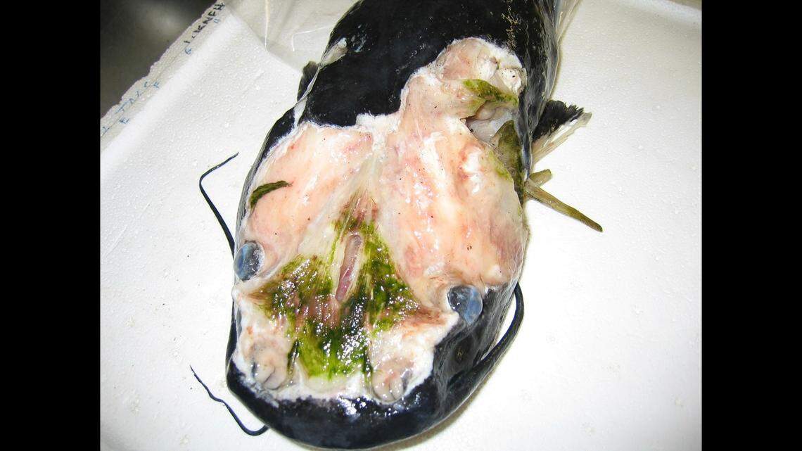 Creature some call “zombie catfish” are appearing in southern waterways and experts say they are fish afflicted with “hole in the head disease.”