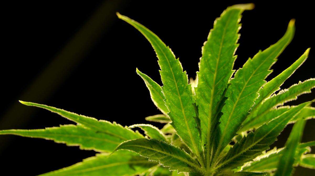 Marijuana plant