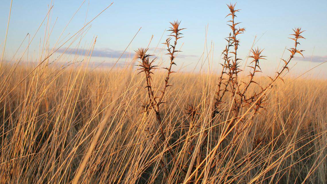 In the disappearing grasslands of Australia, five new species were discovered, some of which are already endangered.