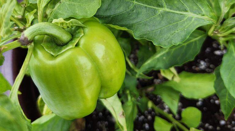 What my pepper plant can teach us about nurturing others in these difficult days