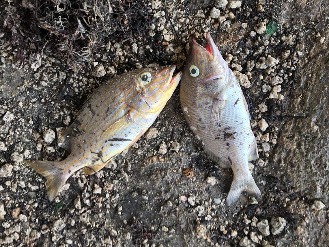 Two dead grunts lie on the ground at Indian Key Fill in Islamorada on Memorial Day, May 27, 2019.