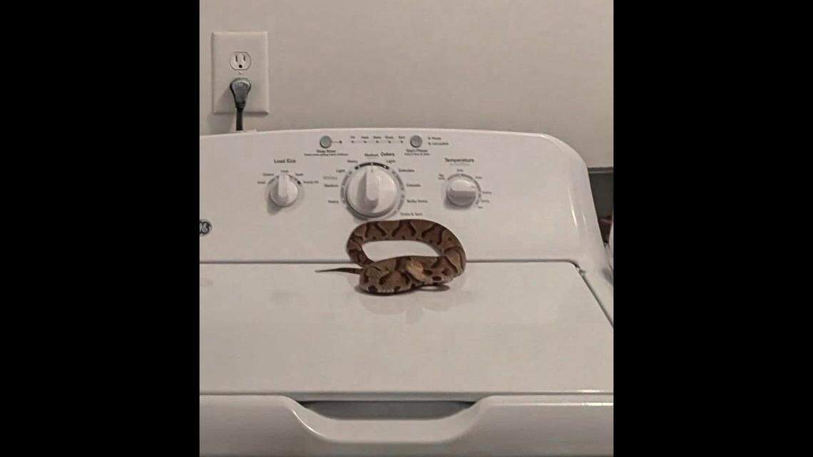 The snake discovery happened around 7:45 p.m. Sept. 17 at a home in Chester, and the man “jumped back” fast enough to avoid being bitten, according to Virginia Wildlife Management and Control.