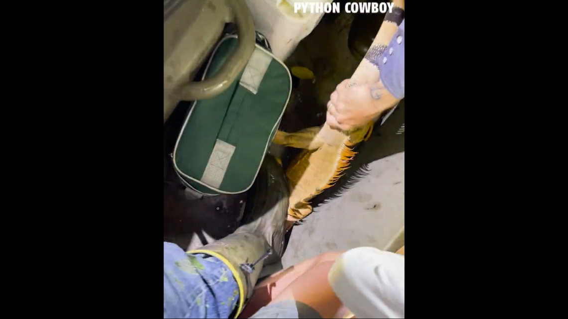 This shows the moment one hunter used his boot to pin the iguana to the boat.