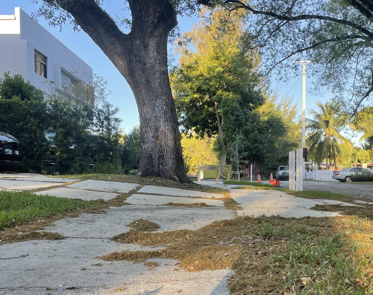 Piles of tree pollen on the sidewalk in Fort Lauderdale.