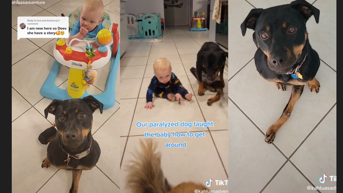 A video of a baby learning how to crawl with a paralyzed dog has gone viral on TikTok.