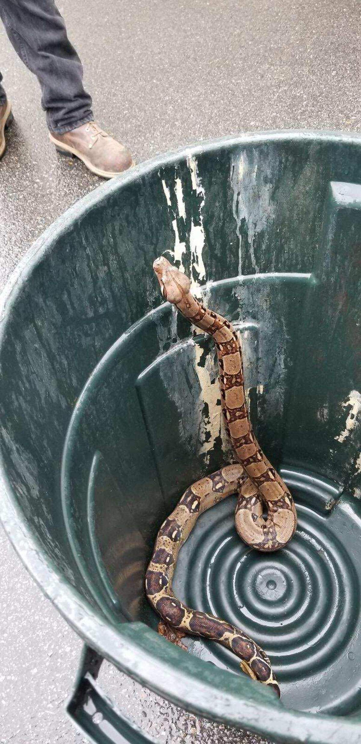 The snake in question, exploring a trashcan.