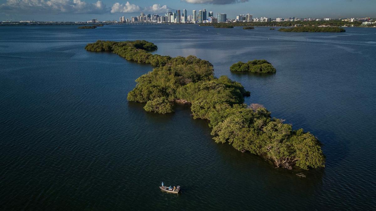 Vista de Bird Key, una isla privada en la Bahía de Biscayne que ahora está a la venta ante el enfado de ecologistas, porque urbanizadores pudieran construir en la isla, desplazando a todas las aves, en una imagen del 23 de mayo de 2024.