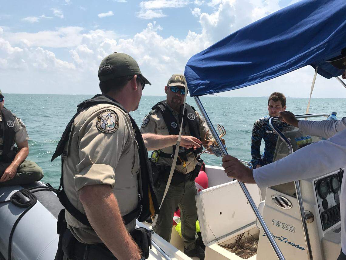 Florida Fish and Wildlife Conservation Commission Officers David Moschiano and Guillermo Cartaya inspect lobsters on a boat in Biscayne Bay Wednesday, July 25, 2018, during the two-day annual lobster miniseason.