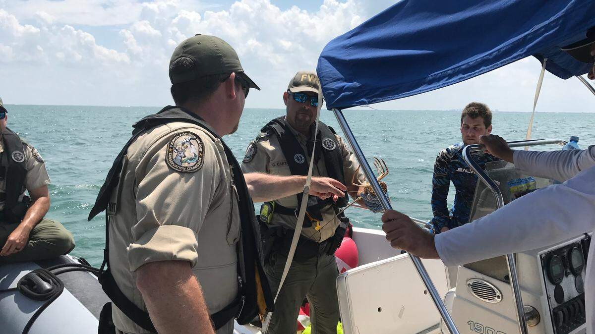Florida Fish and Wildlife Conservation Commission Officers David Moschiano and Guillermo Cartaya inspect lobsters on a boat in Biscayne Bay Wednesday, July 25, 2018, during the two-day annual lobster miniseason.