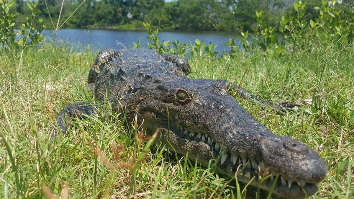 Crocodile trappers caught this female juvenile crocodile in Key West on July 1, 2018.