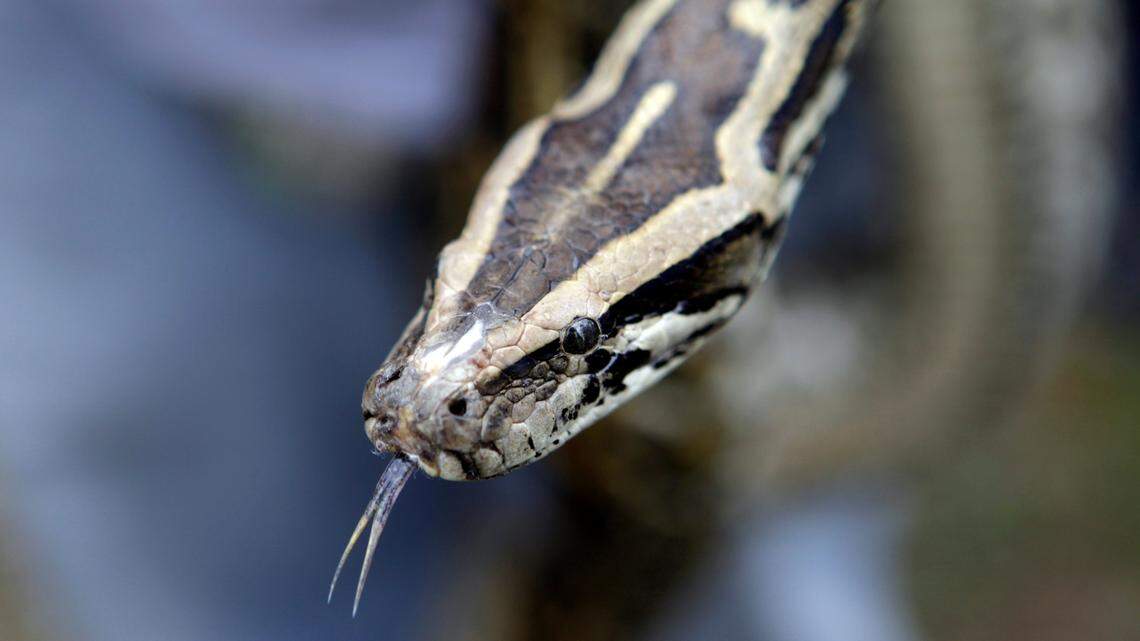 In this file photo, a Burmese python is displayed during a news conference in the Florida Everglades.