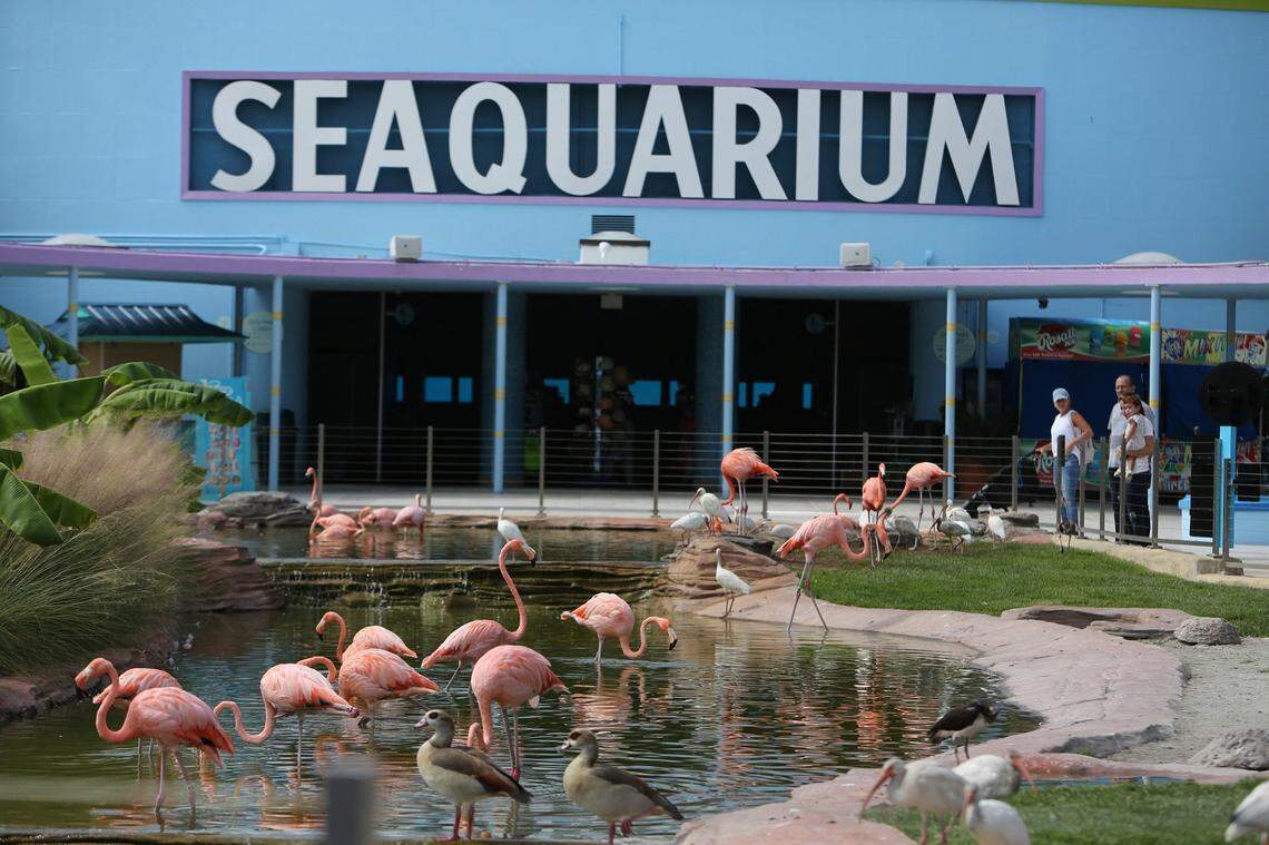 Flamingoes wade in the water near the front entrance of the Miami Seaquarium on Wednesday, Sept. 12, 2018.