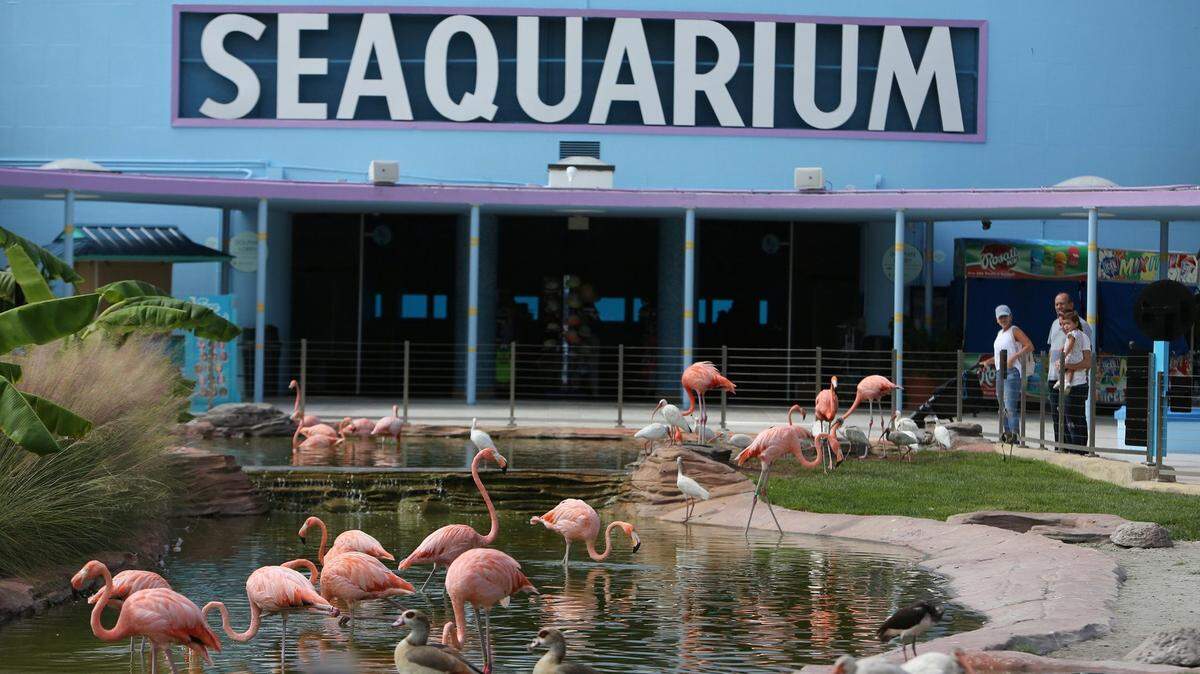 Flamingos wade in the water near the front entrance of the Miami Seaquarium.