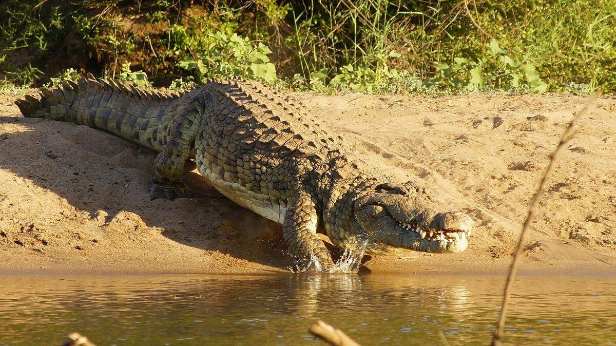 A crocodile that swam the Nile River thousands of years ago was found mummified in Egypt with a last meal still in its belly.
