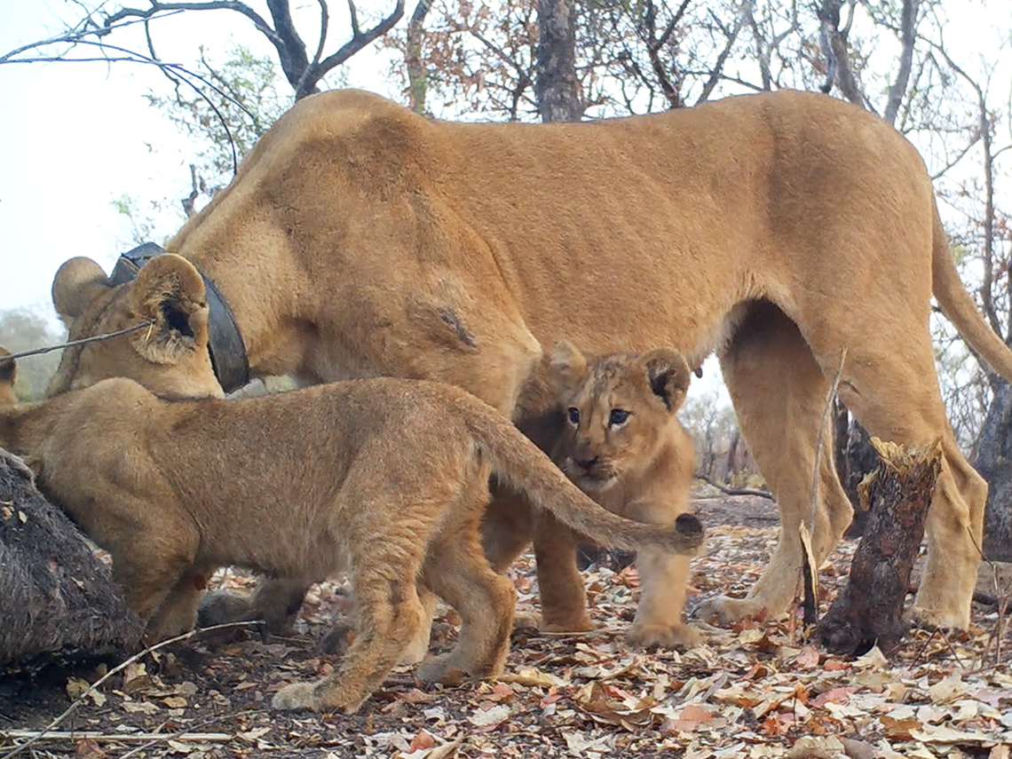 Flo is seen eating with her cubs.