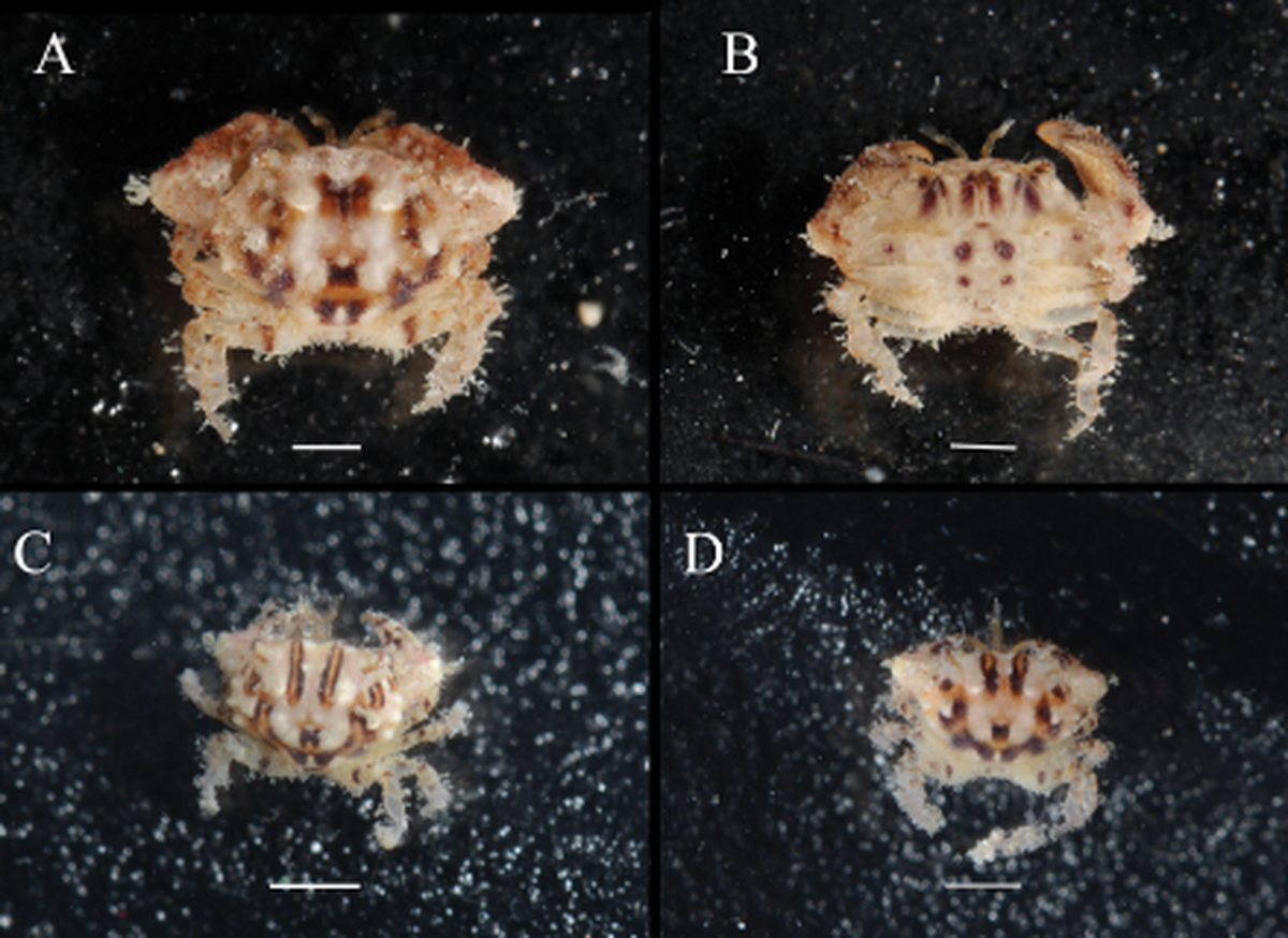 The tiny crab is covered and bristles and stripes.