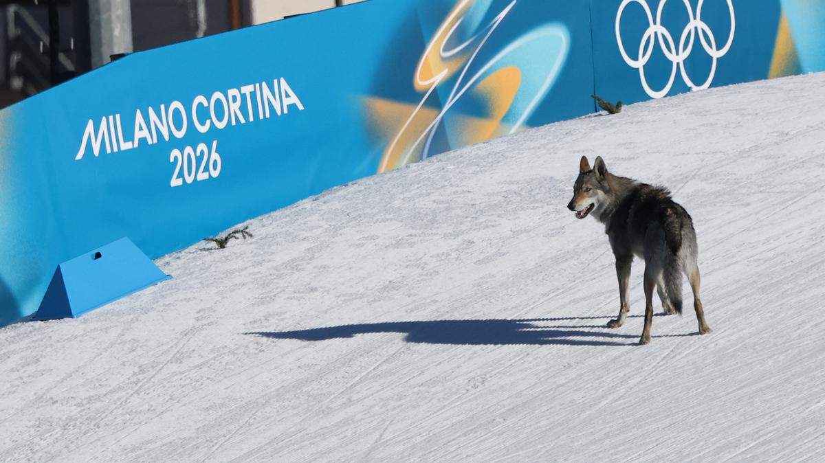 wolfdog nazgul 2026 winter olympics
