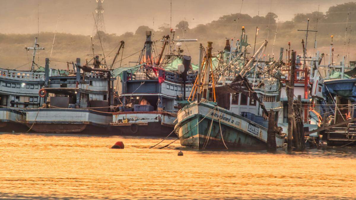 A fish bought from the Phuket Fishing Port in Thailand turned out to be a new species.