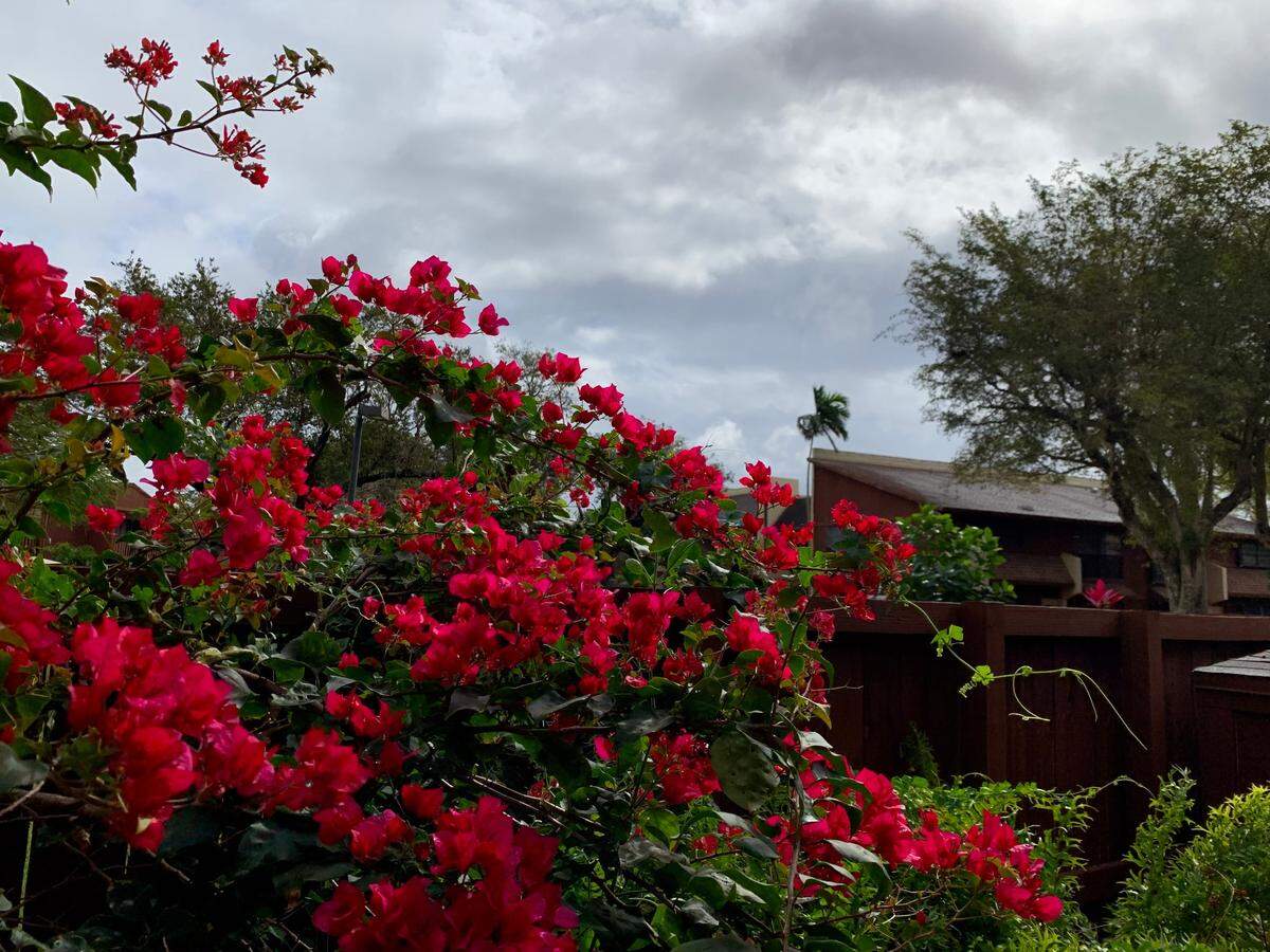 Los vientos aumentan y los cielos muestran signos de lluvia en el área de Kendall el sábado 4 de febrero de 2023 por la mañana. El Centro Nacional de Meteorología (NWS) en Miami emitió avisos de viento y mar para el fin de semana.