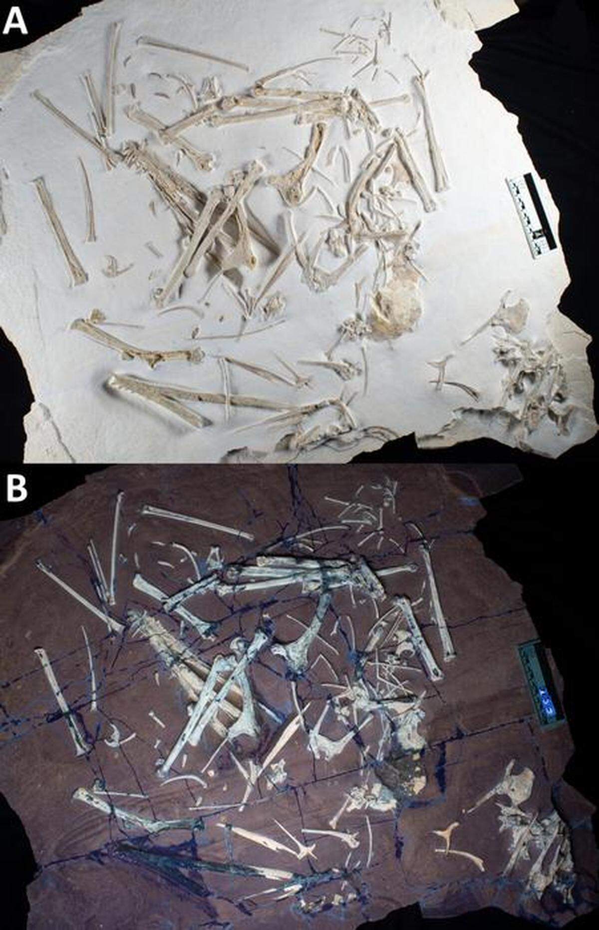 The pterosaur fossils were almost entirely preserved, allowed paleontologists to identify it as a new species.