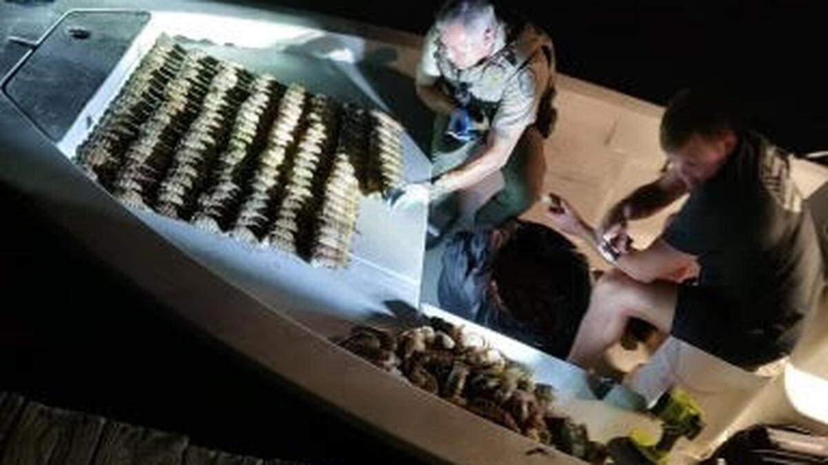 Florida Fish and Wildlife Conservation Commission officers count undersized spiny lobster tails on the deck of a boat in the Florida Keys Thursday, Jan. 5, 2023.