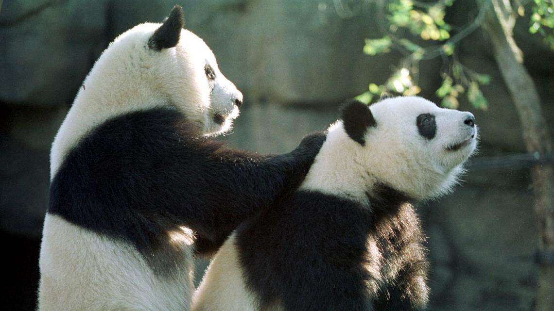 zoo atlanta giant panda yang yang lun lun