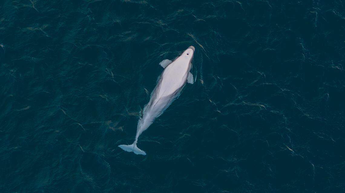 Beluga whales have a “melon” on their heads above their blowholes, according to experts.