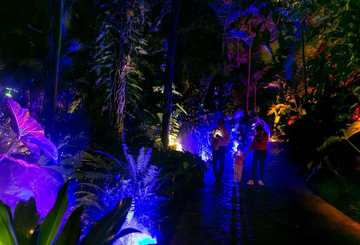 Guests visit Fairchild Tropical Botanic Garden’s outdoor light show, NightGarden: A Magical Light Spectacular.