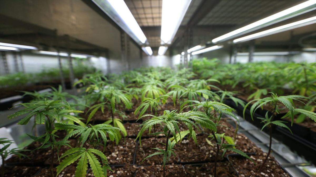 File photo of medical marijuana plants at a facility in Quincy on in 2017.
