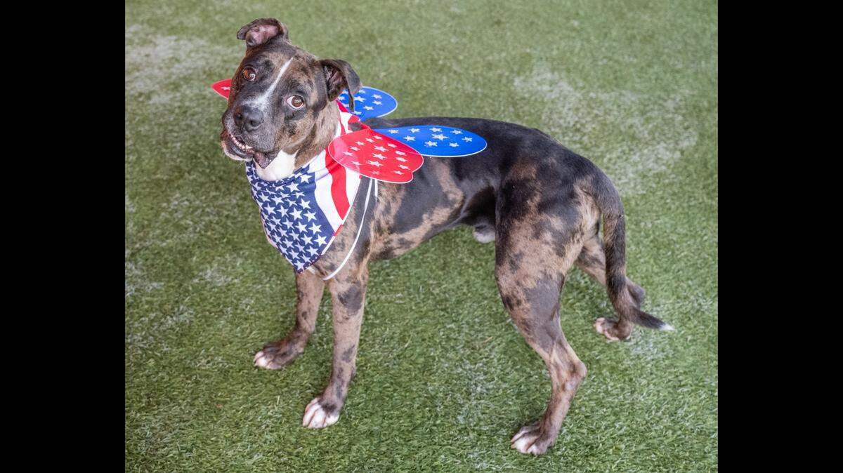 “Say hello to Eli A2455788, a furry friend with a unique personality. This 3-year-old dog has been at the shelter since April and is looking for a loving family to call his own. His adorable snaggletooth gives him a quirky personality trait that you won’t be able to resist. Eli loves playing fetch, participating in playgroups and being around his four-legged friends. He’s also very affectionate with handlers. Eli is a loyal companion who’s waiting to bring joy and love into your life.”
