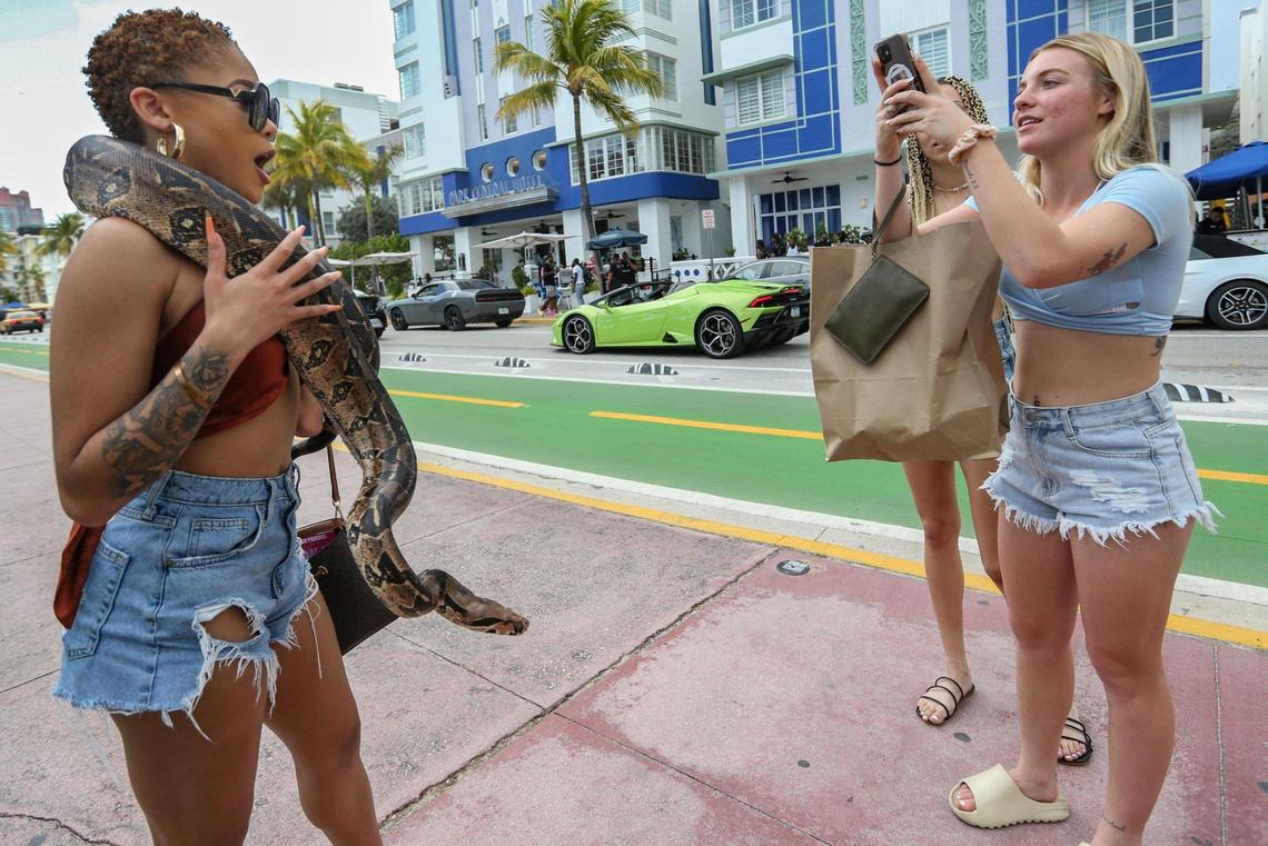 North Carolina State University spring breakers Kyra McCall, 20, poses with a snake named “Heavy D” as Alexis Strickland, 21, takes her picture along Ocean Drive in South Beach on Thursday, March 17, 2022.