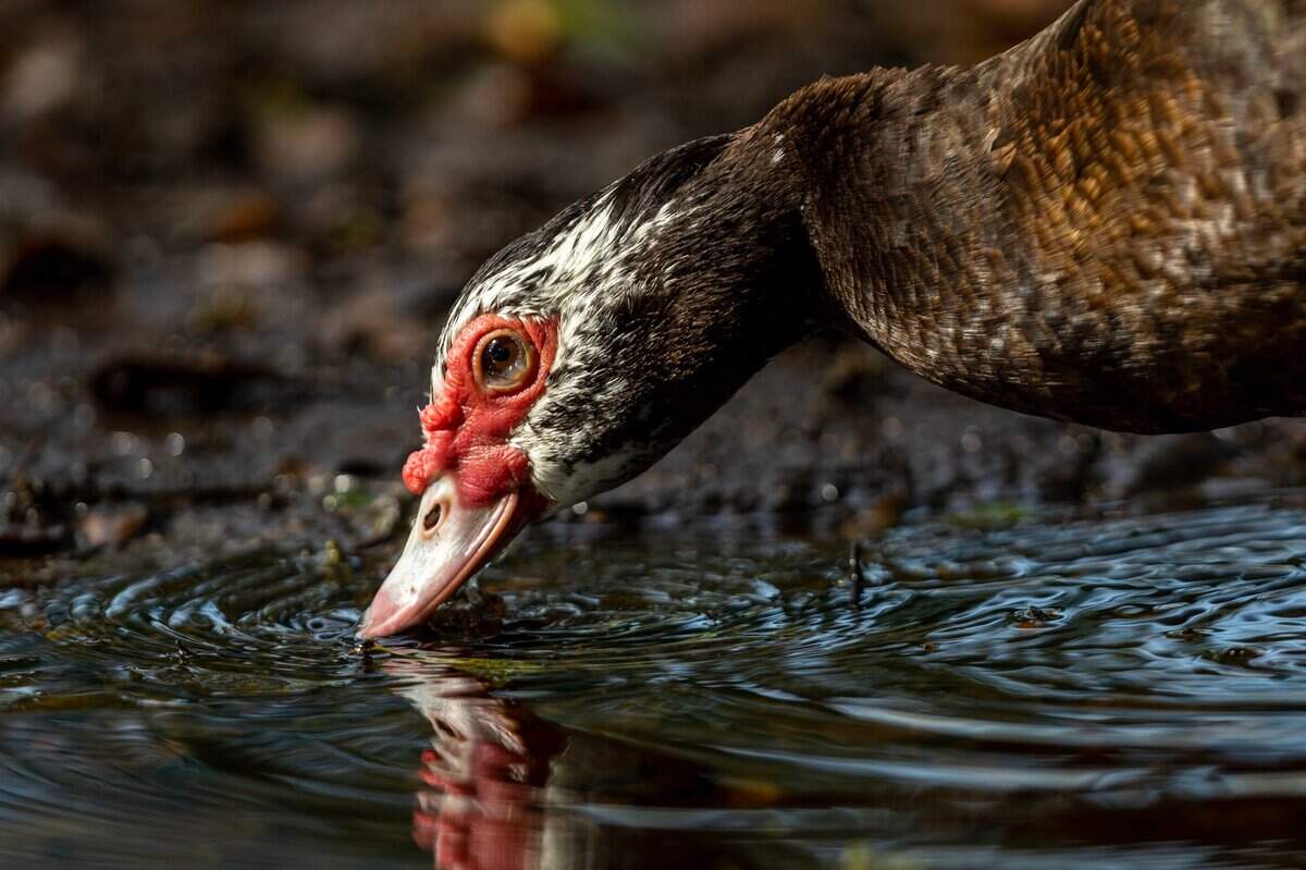 A Muscovy duck sips water from a puddle at Coral Reef Park in Miami, Florida, on Thursday, April 13, 2023. Across South Florida, management of Muscovy ducks — which are invasive to the state — is an ongoing problem. But the decision by Palmetto Bay officials to kill the birds without public input has stoked anger.