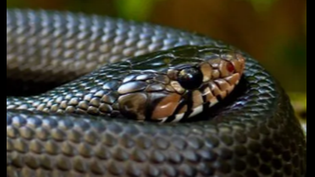 An Indigo snake like this one surprised researchers by regurgitating three other snakes, including a rattlesnake that later came back to life, the Georgia Department of Natural Resources says.