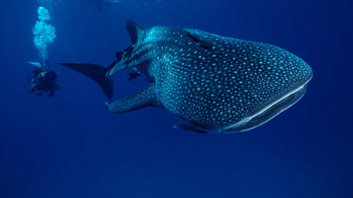 The whale shark, largest fish in the sea, aka Rhincodon typus