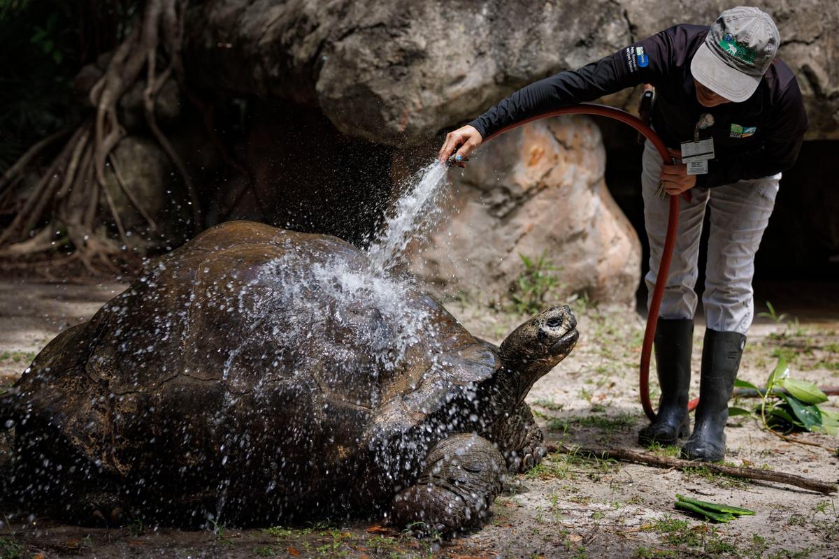 Zookeeper Yosanni Torres gives Goliath, the Galapagos tortoise born in 1890, a shower to cool off during the day on Tuesday, July 30, 2024, at Zoo Miami.