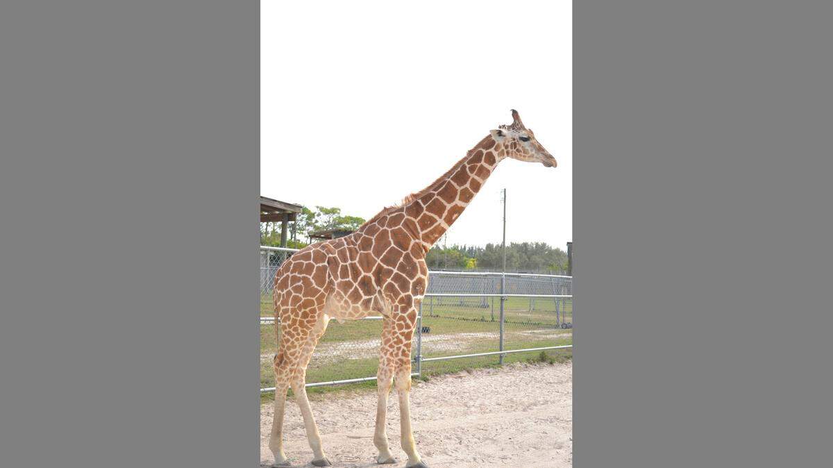 Jioni was one of the two giraffes that were killed by lightning in early May at Lion Country Safari.