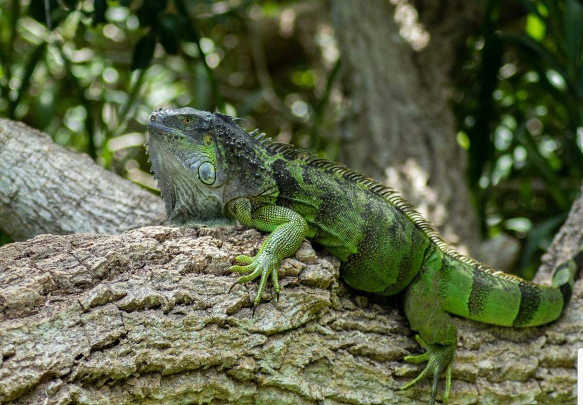 Green iguana