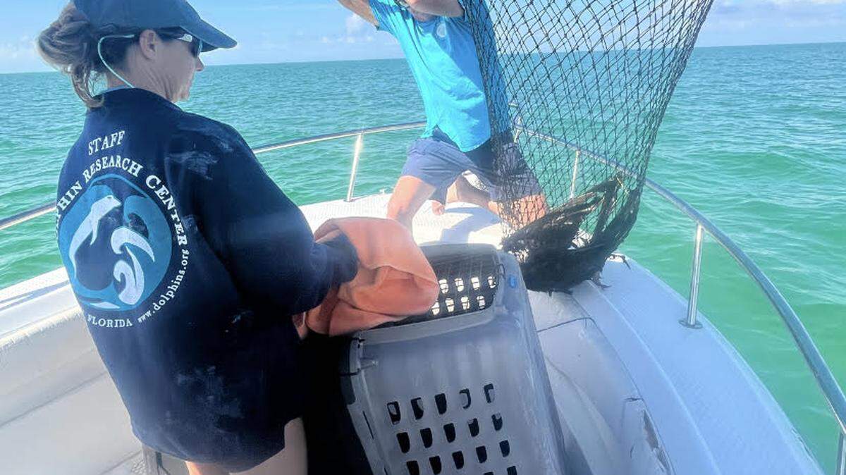 Staff with the Dolphin Research Center on Grassy Key rescue turkey vultures that became waterlogged and stranded in the Gulf of Mexico off the Florida Keys Monday, Jan. 23, 2023.