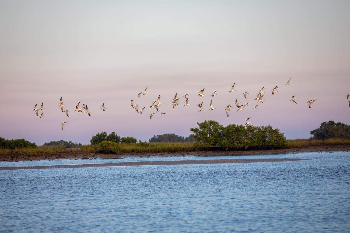 Seagulls fly over Cedar Key’s coast on the morning of Oct. 2.