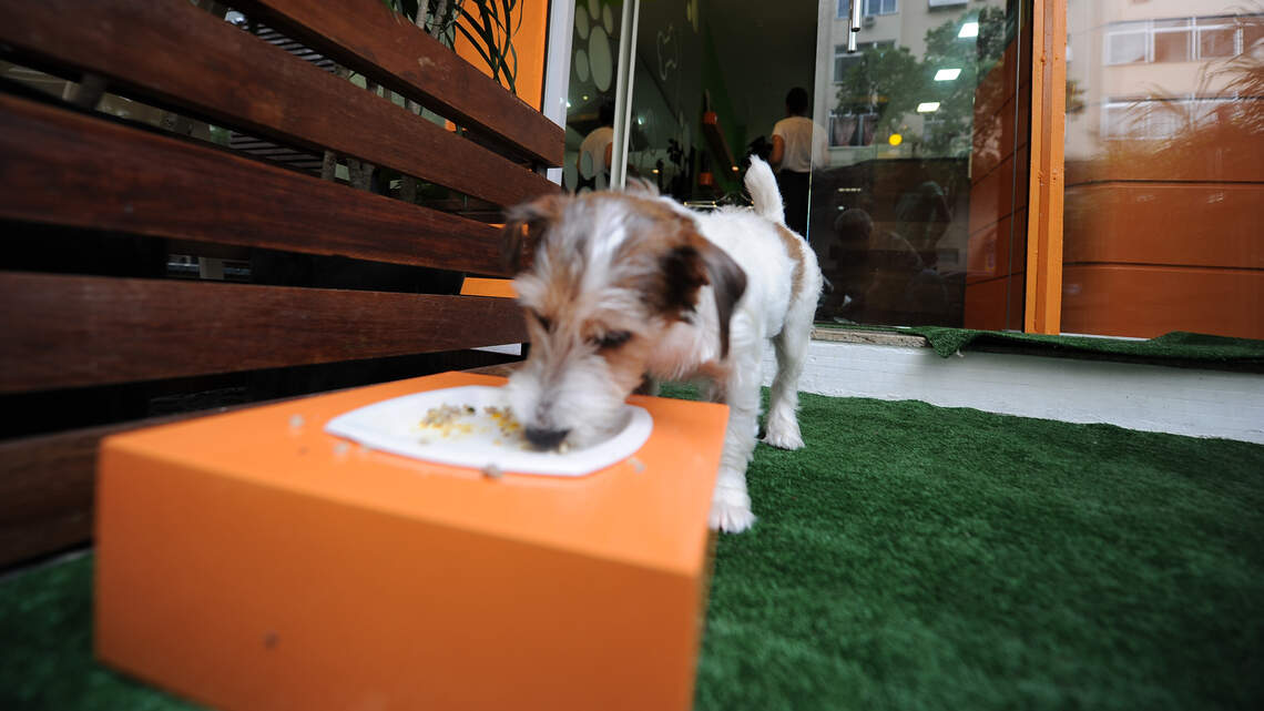 Built-in pet feeding stations are becoming a home upgrade must-have. Are they worth the investment?